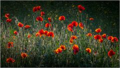 Mohn (bald sind die Blüten wieder verschwunden)