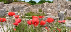 Mohn