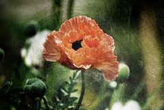 Mohn