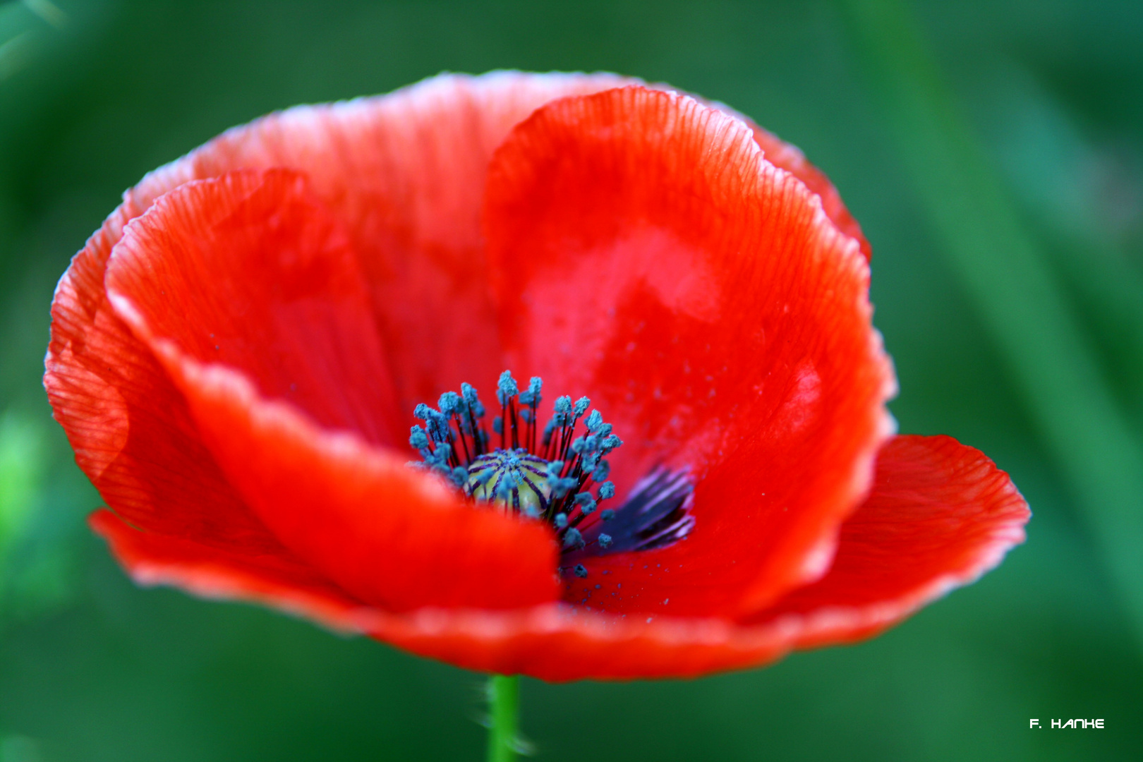 Mohn