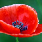 Mohn