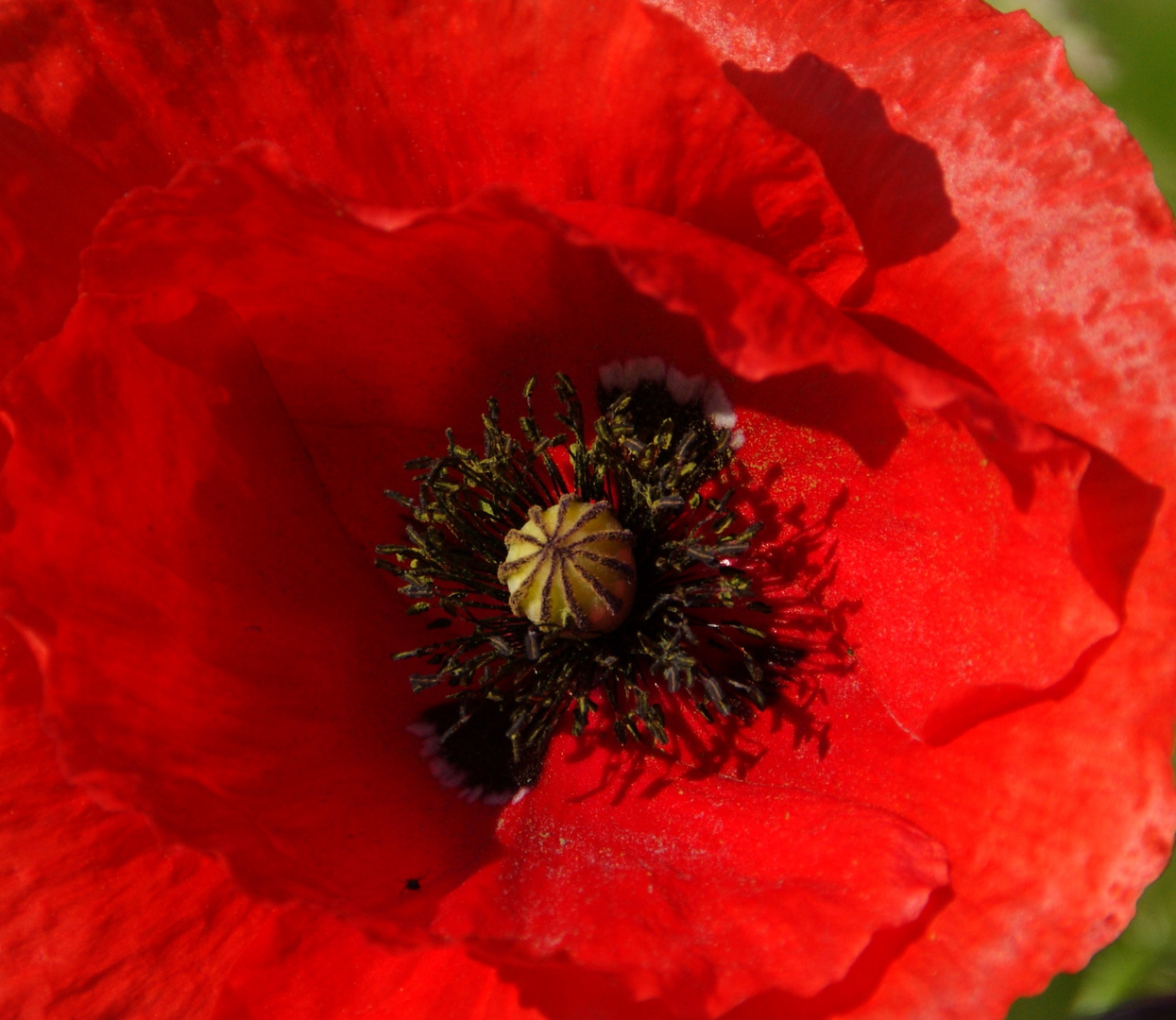 Mohn