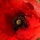 Mohn