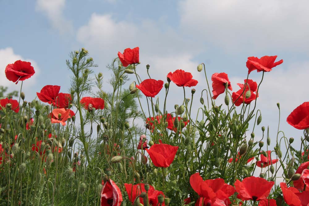 Mohn