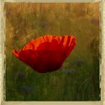 Mohn