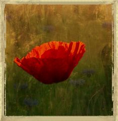 Mohn