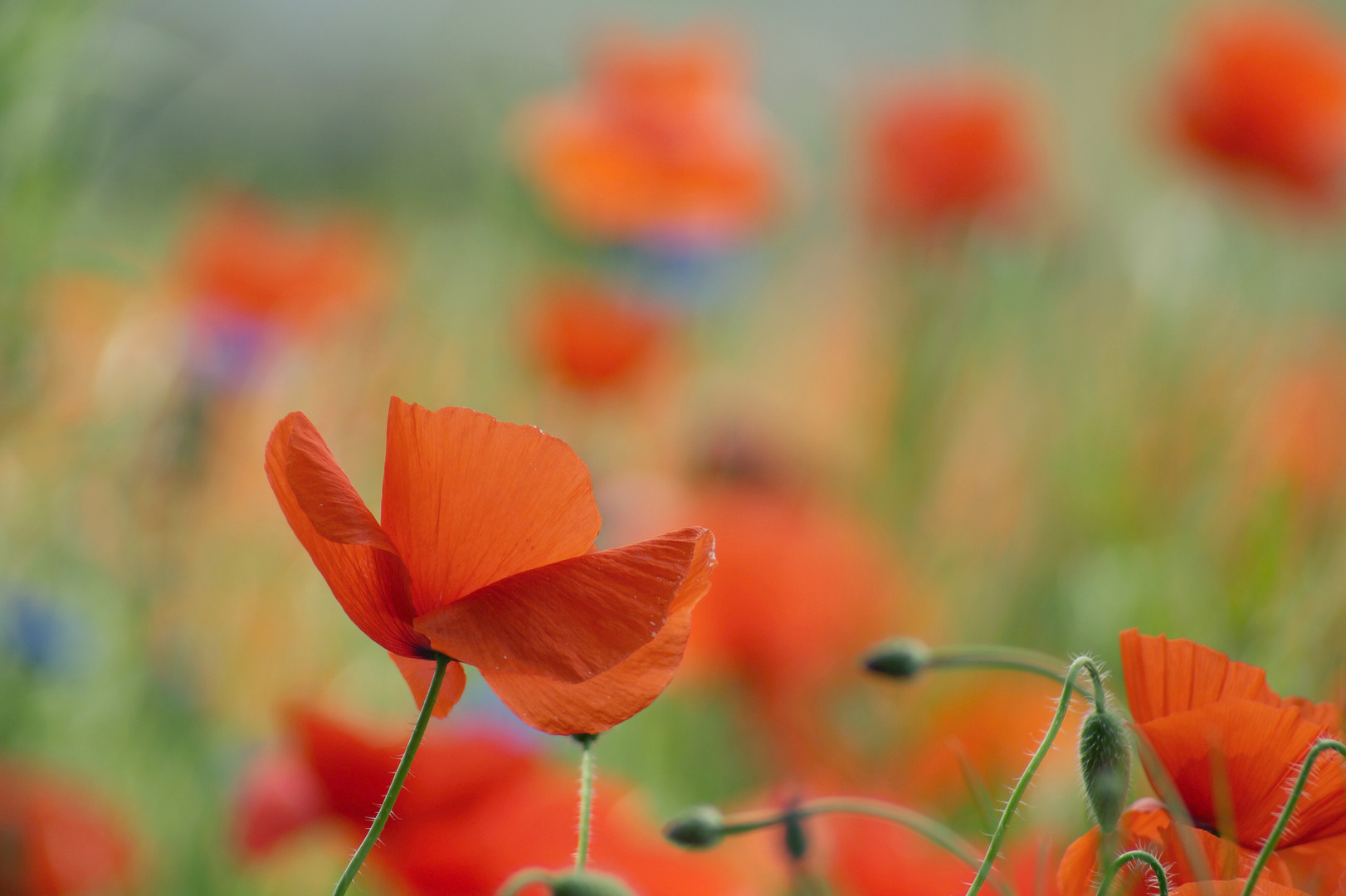 Mohn