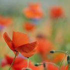 Mohn