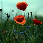 Mohn