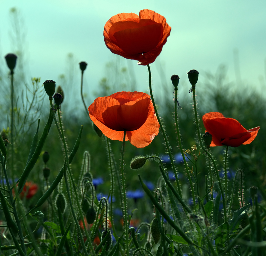 Mohn