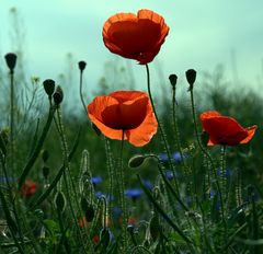 Mohn