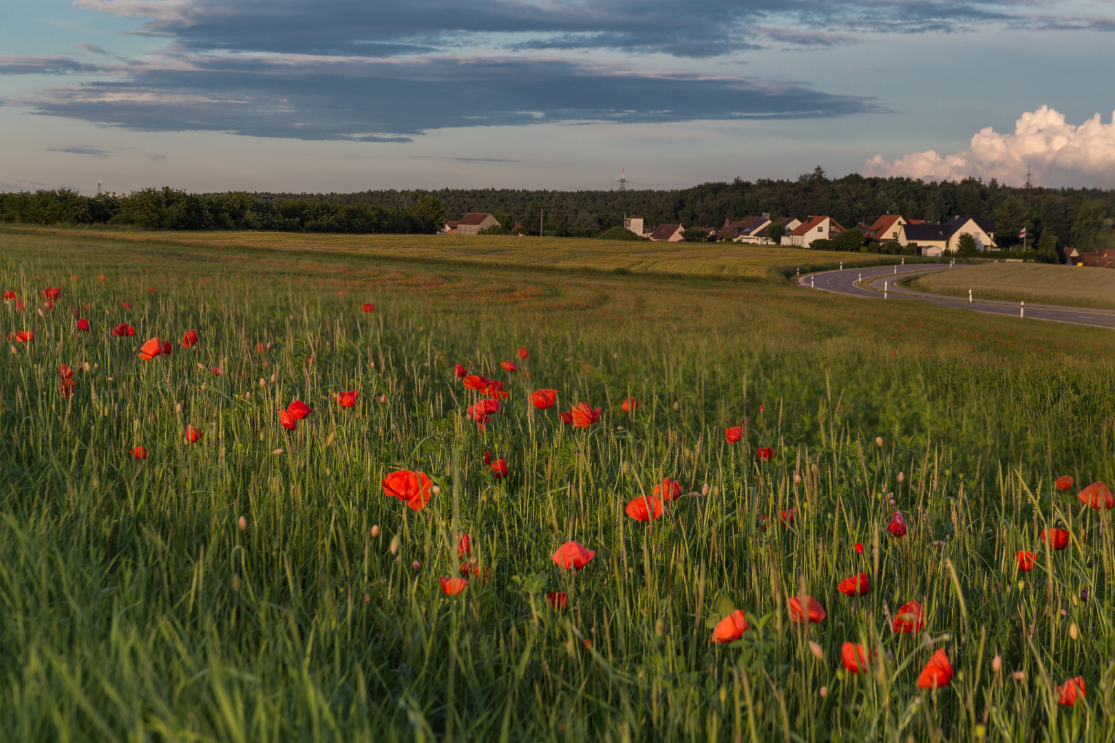 Mohn