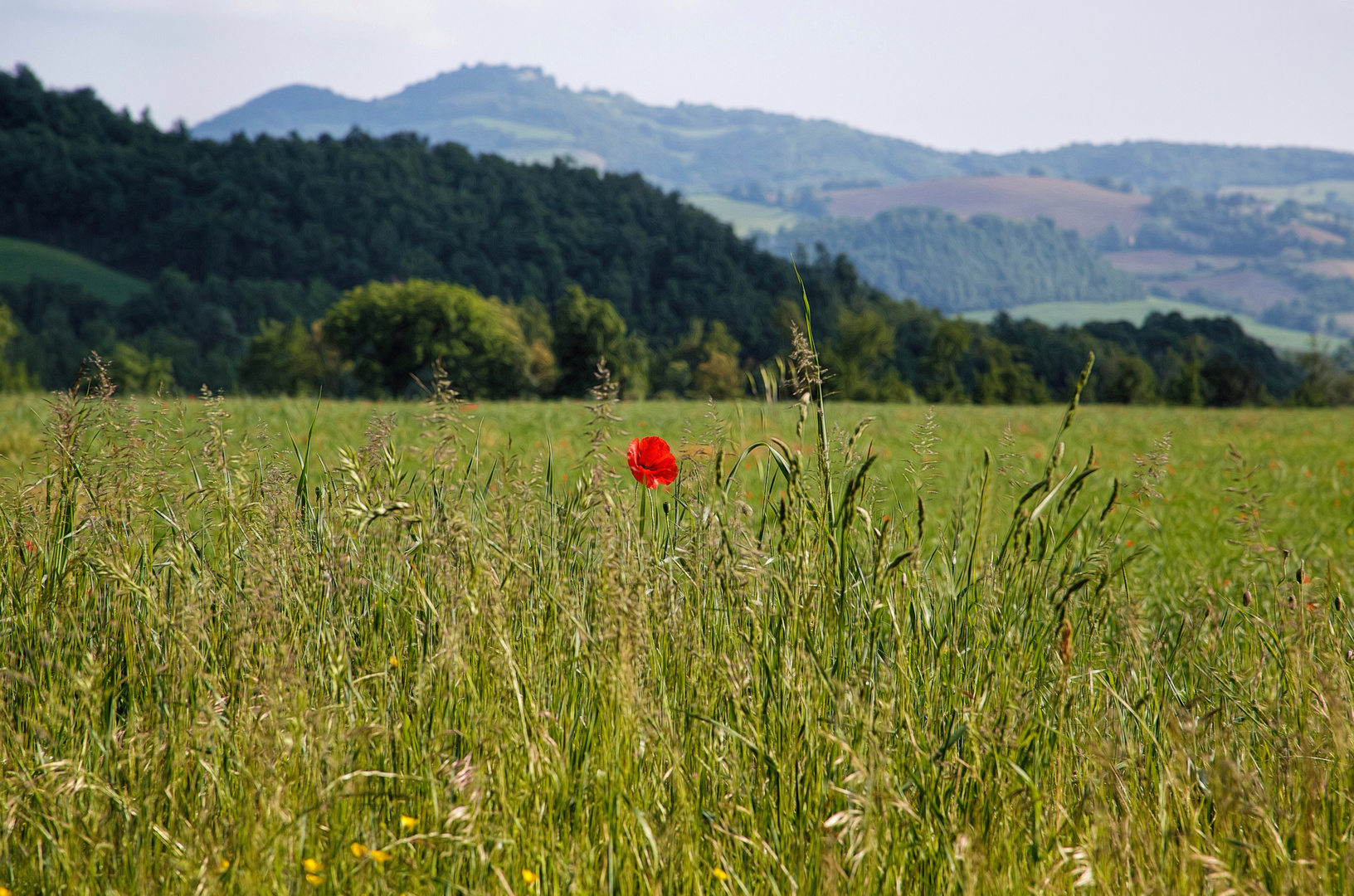 - Mohn -