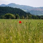 - Mohn -