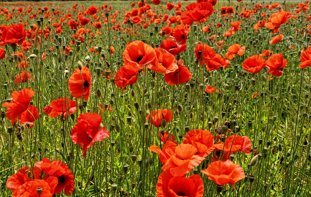 Mohn......