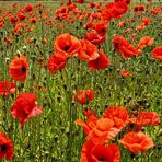 Mohn......