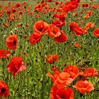 Mohn......