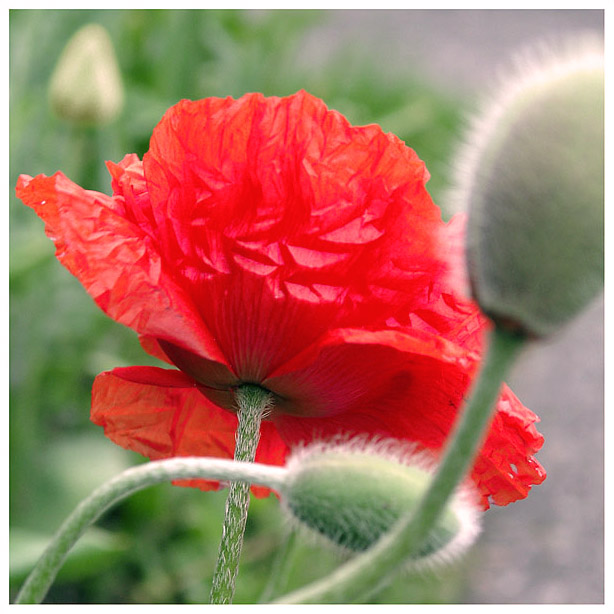 [mohn]²