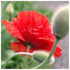 [mohn]²