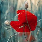 Mohn