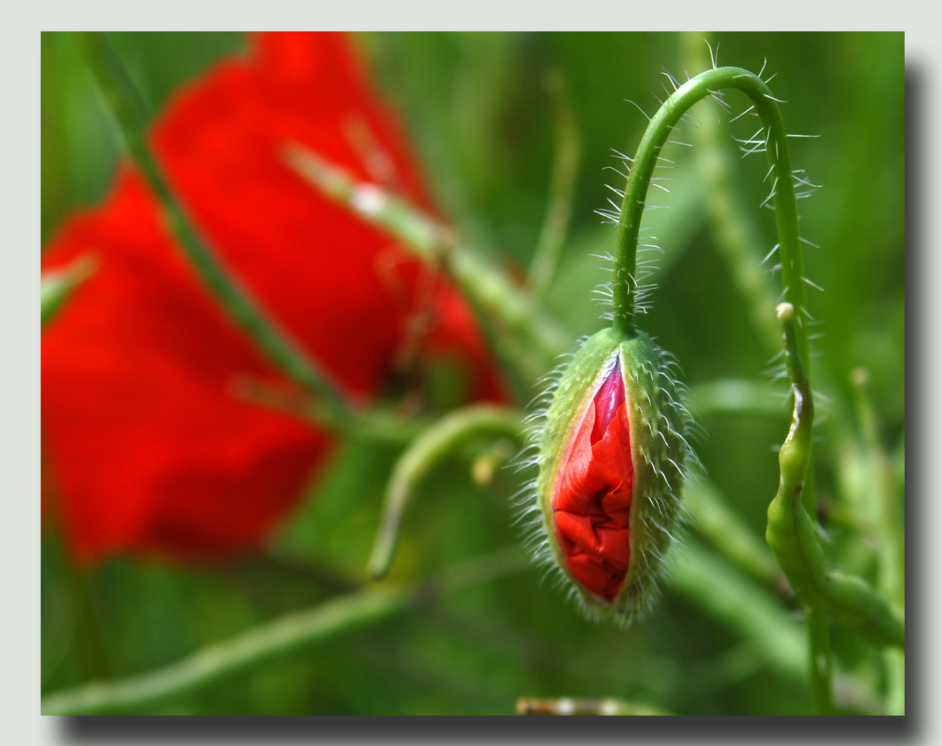 Mohn*