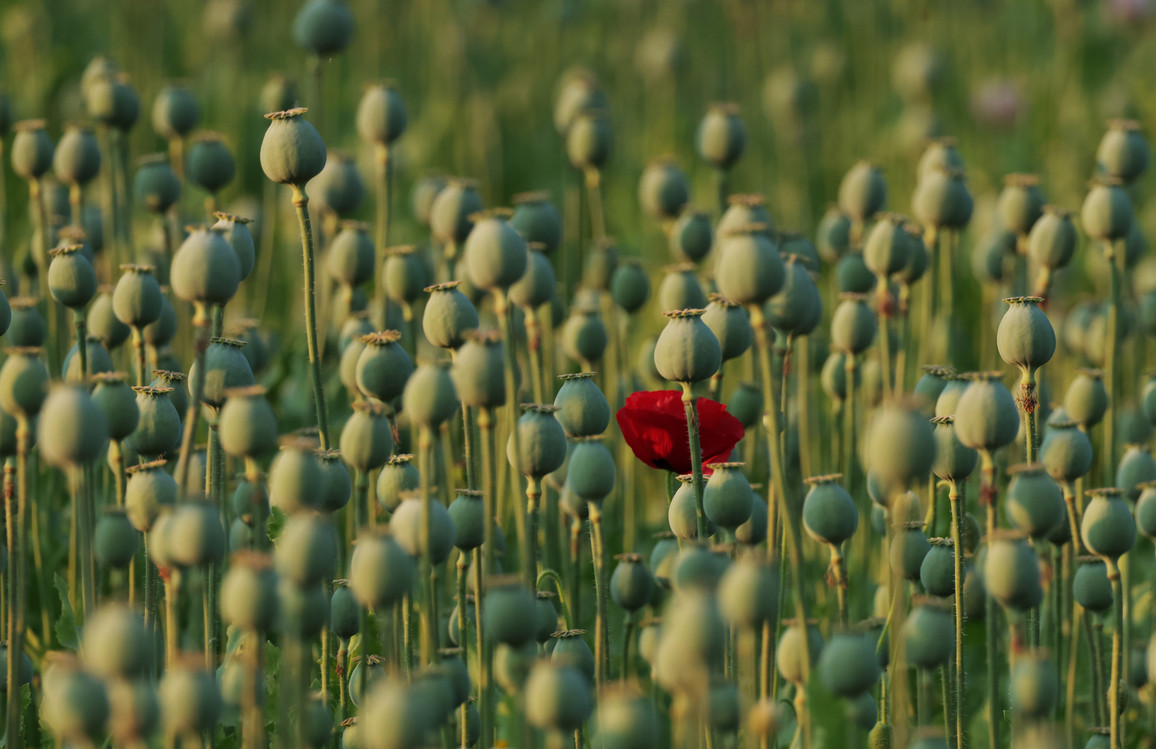 Mohn