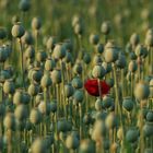 Mohn