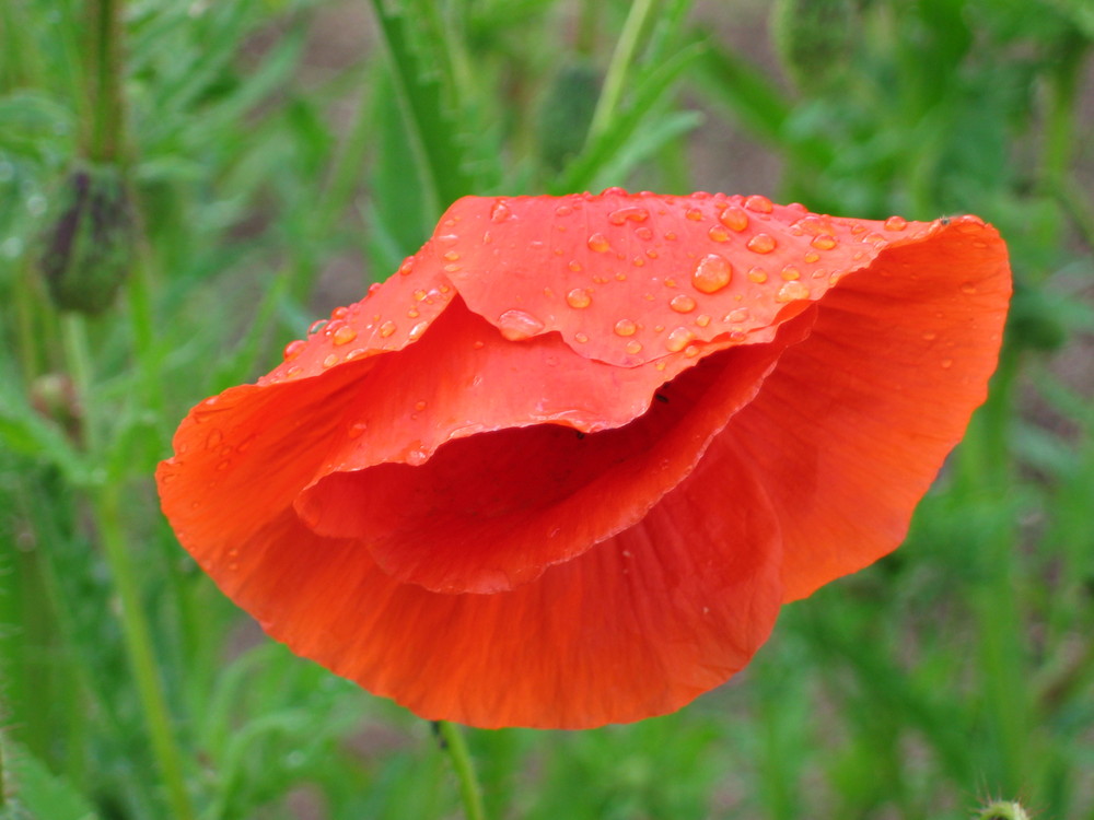 Mohn