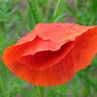 Mohn