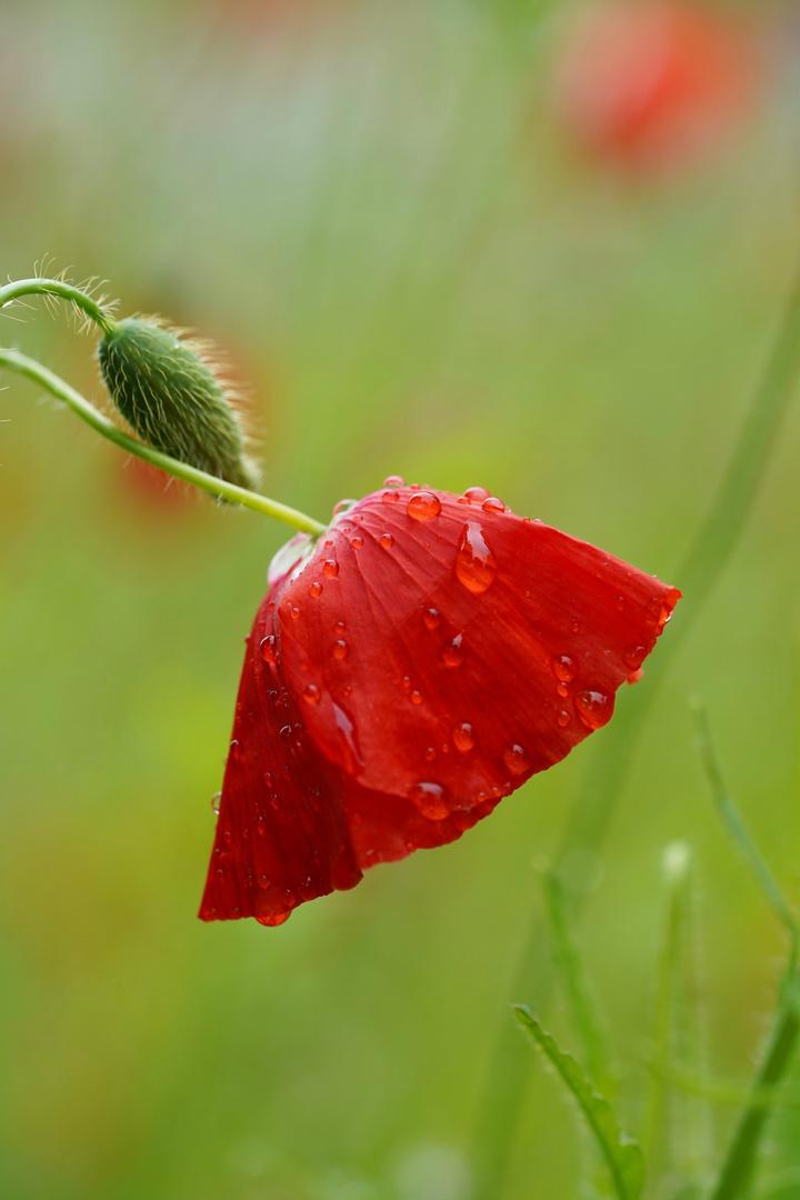 mohn