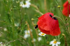 MOHN