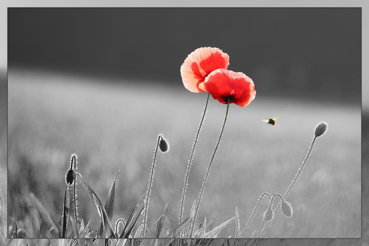 Mohn