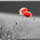 Mohn