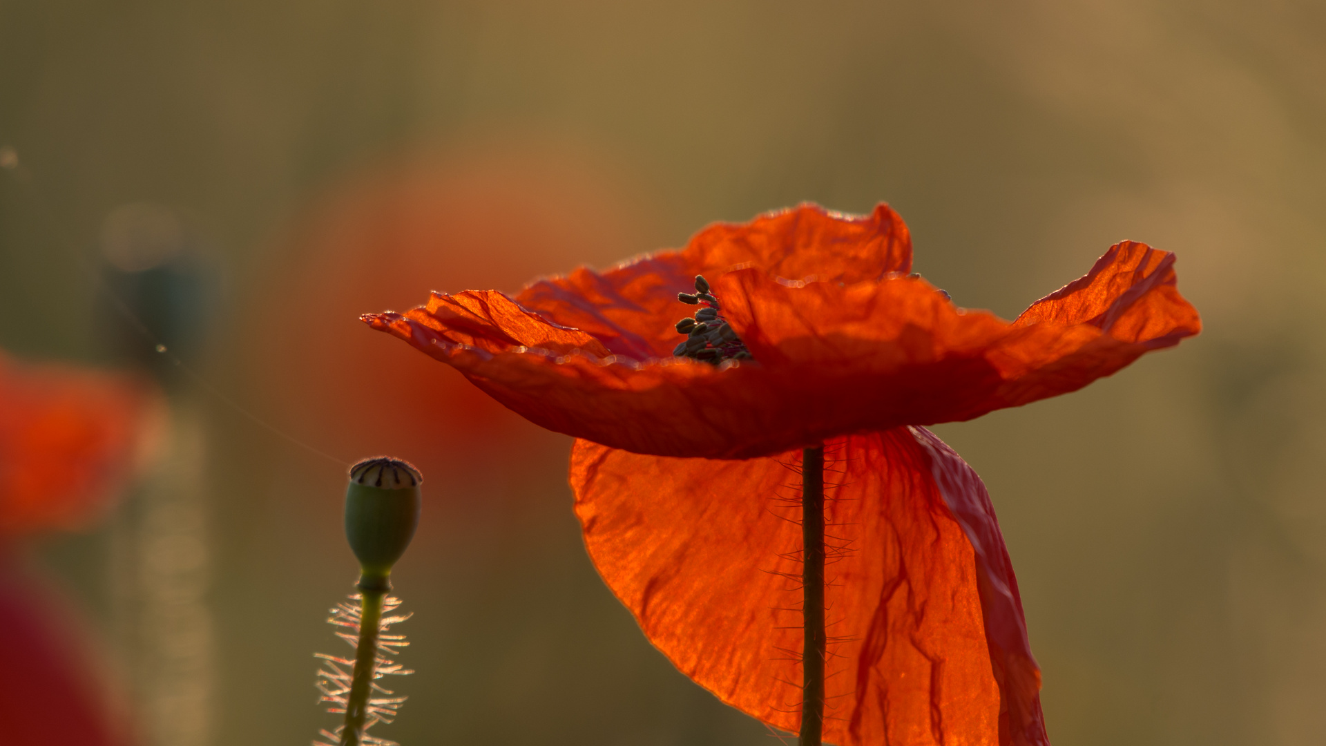 mohn