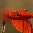 mohn