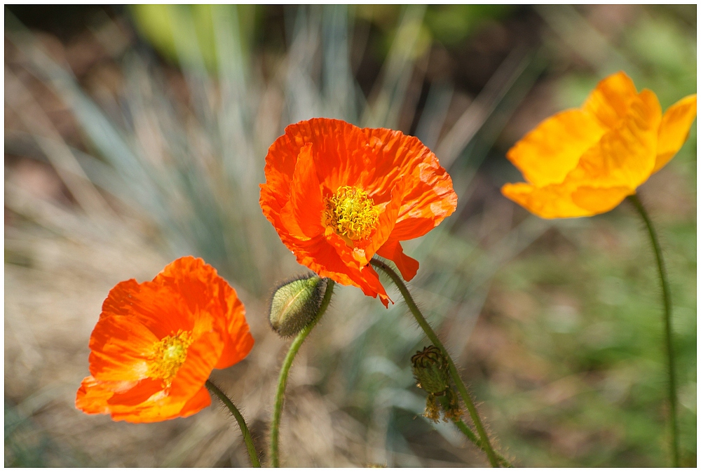 Mohn