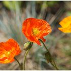 Mohn