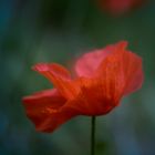 Mohn