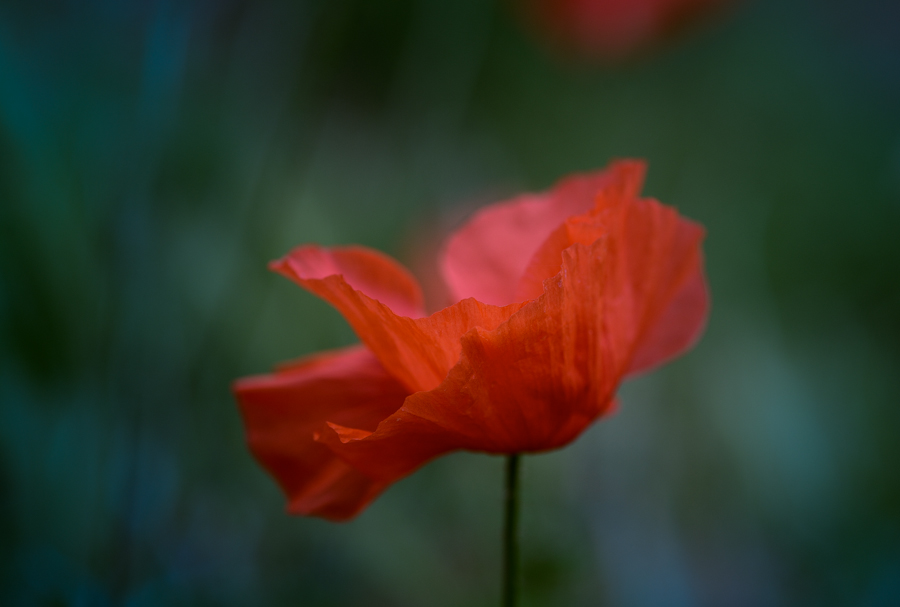 Mohn