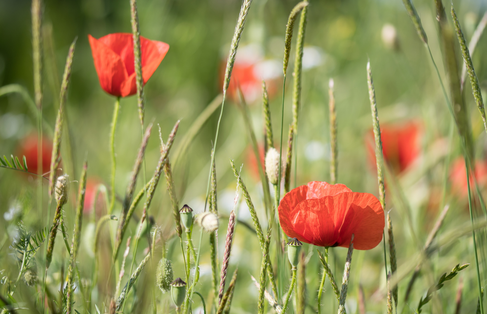 MOHN