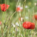 MOHN