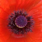 Mohn