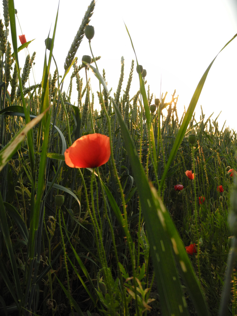 Mohn