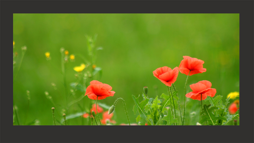 Mohn