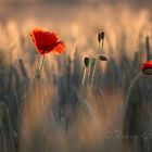 Mohn