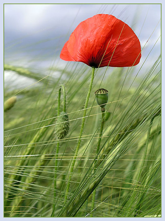 mohn