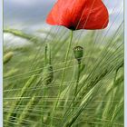 mohn