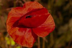 Mohn