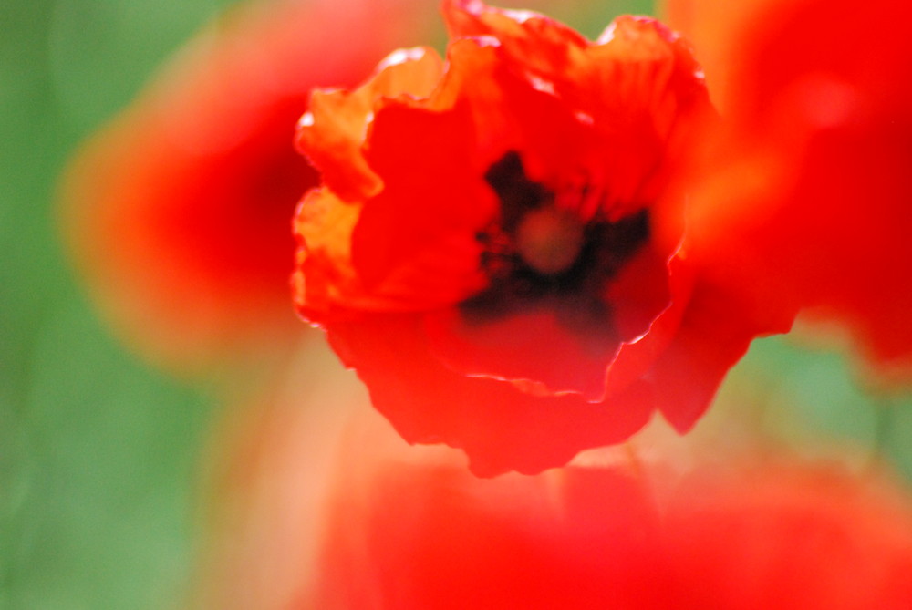 Mohn