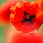 Mohn